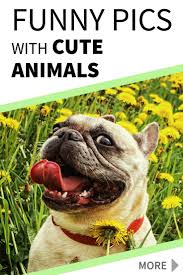 Funny Pics With Cute Animals Cute Funny Dog Animals Cuteanimals Theworldisgreat Cool Dog Beds