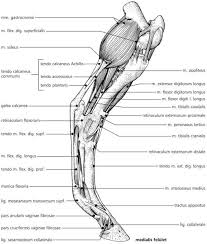A Lo Hatulso Bal Vegtagjanak Izmai Digital Textbooks Anatomy Anatomy Study