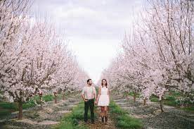 Spring decor easter spring spring fling spring time spring seasons blossom nature background pictures. Almond Orchard Engagement Photos Genevieve Mike