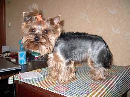 Yorkie Haircuts Yorkie Hairstyles Yorkie Dogs