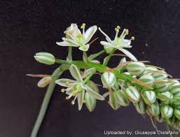 Image result for Albuca nigritana