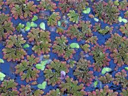 Image result for Salviniaceae