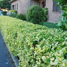 Verschiedene Schnitt Moglichkeiten Einer Liguster Hecke Liguster Hecke Garten Hecken Liguster