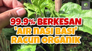 Tanaman sayur yang diambil pada bagian daun dan tangkai nya dapat dimakan langsung sebagai lalapan atau dimasak. Kebun Dapur Ada 7 Sebab Wajib Anda Mulakan Sekarang