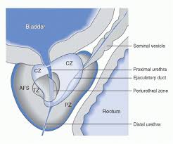 Anatomy And Pathology Of Prostate Cancer Oncohema Key