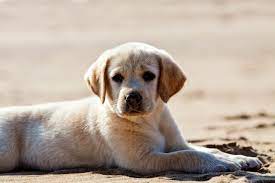 The golden retriever is a gorgeous, large, energetic breed. Pin On Web Pixer