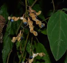 Image result for Dumasia