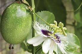Maybe you would like to learn more about one of these? Mad For Mangoes Plant These Trees And Enjoy Them All Year Sarasota Magazine