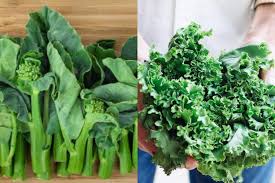 4 Perbedaan Kailan dan Kale yang Wajib Kamu Tahu