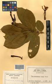 Image result for Tabernaemontana crassa