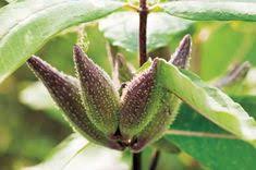 Milkweed Benefits Plant Profiles Heirloom Gardener Milkweed Plants Milkweed Seeds