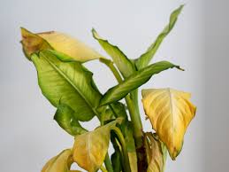 Yellowing Leaves On Plants Reasons For Leaves Turning Yellow
