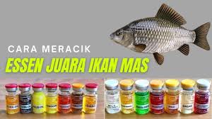 Pertama, ikan mas konsumsi yang biasa dimakan karena kandungan gizinya yang tinggi dan disukai masyarakat kebanyakan. Cara Meracik Essen Juara Umpan Ikan Mas Segala Musim Caracari
