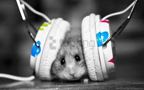 Show me a picture of a funny hamster. Funny Hamster Little Music Music Fan Wallpaper Background Best Stock Photos Toppng