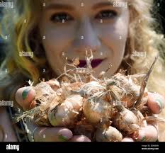 26. Juni 2023, Thüringen, Altenburg: Bei der Wandel-Werte-Wege GmbH hält Maria  Kretschmann, Gartenbaustudentin bei HTW Dresden, Safranknollen in den  Händen. In ihrer Junggesellenarbeit untersucht sie den Anbau von Koriander  als Nebenfrucht zu