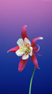 Pin On Iphone Wallpapers