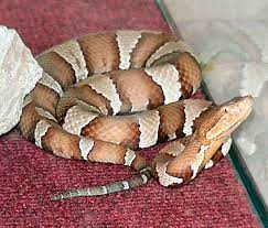 Maybe you would like to learn more about one of these? Agkistrodon Contortrix Pictigaster Wikipedia