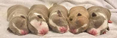 Scroll through to see how big (or small!) the baby bump is at every week of pregnancy. Your Dog S Pregnancy Week By Week By Bully King Magazine Bully King Magazine Medium