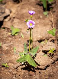 Image result for Kyllinga alba