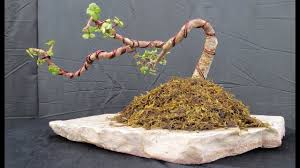 08:37 first pruning of what may be the toughest species of tree to use for bonsai material. Bonsai Talk Back Budding For Beginners Youtube