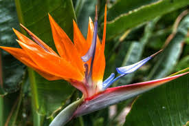 Esta magnífica flor es producida por una planta herbácea. Como Cuidar Una Ave Del Paraiso Jardineria On