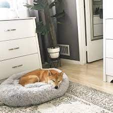 Dog beds provide a layer of insulation for your dog and keep your dog from having to sleep on the cold floor. Pet Boutique Co Home Facebook
