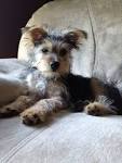 Yorkie Russell (Yorkie X Jack Russell Terrier Mix) Facts ...