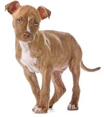 Speaking of pitbull puppies, we are definitely one of the best kennels. Red Nose Pitbull Pros Cons And Your Ultimate Faq