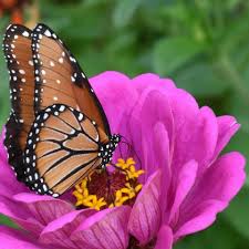 You may see it from spring to fall and year round in warm areas. Attracting Monarch Butterflies Way Stations Start Seeing Monarchs Day
