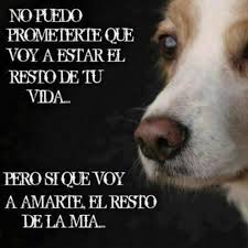Amor Incondicional Perros Frases Imagenes De Perros Perros