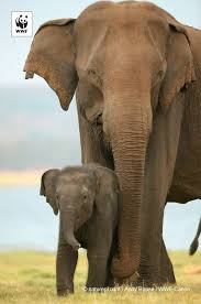 Did You Know Elephants Carry Their Young For 22 Months Before Giving Birth Amazing Elephant Mums Have Asian Elephant Elephants Photos Sri Lankan Elephant