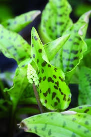 Image result for Drimiopsis