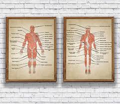 Let me say that it will take many sessions to cover the wonders of the human body. Dh 1170 Full Body Diagram Medical Chart Schematic Wiring