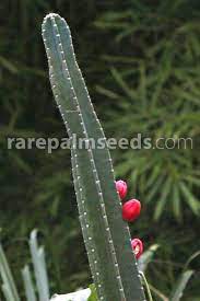 While stocking up on logs to feed your flame can get pricey, firewood doesn't always have to cost you. Cereus Hexagonus Lady Of The Night Cactus Buy Seeds At Rarepalmseeds Com