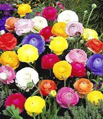 Gefullte Ranunkeln Blumensamen Bei Baldur Garten Blumengarten Design Blumensamen Bienenfreundliche Pflanzen