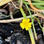 Image result for Emilia discifolia