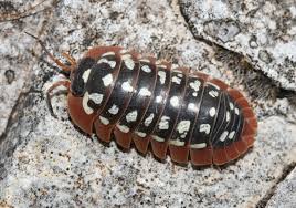 Black And Yellow Striped Millipede Armadillidium Montenegro Armadillidium Klugii Woodlice Crustaceans Bugs And Insects