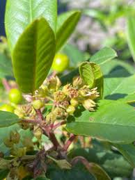 Image result for Fuirena bullifera