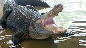 Dinosaur-Sized Alligator Strolls Through Florida Neighborhood on Its  Evening Walk - A-Z Animals