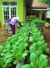 Menurut sylvia, memanfaatkan halaman rumah atau lahan terbatas yang ada untuk berkebun, bisa menjadi solusi pangan keluarga. Bercocok Tanam Di Halaman Rumah