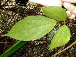 Image result for Agelaea