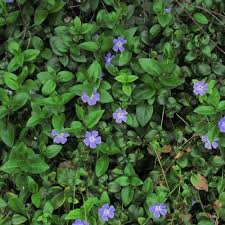 Image result for Vinca major