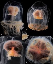 Image result for Brevicon