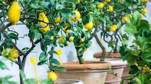 We did not find results for: Lemon Tree Gardening Home Facebook