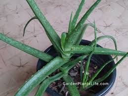 We did not find results for: Why Aloe Vera Leaves Falling Dropping Bending 4 Reasons