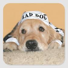 Golden Retriever Bad Dog Prisoner Square Sticker Zazzle Com In 2020 Golden Retriever Bad Dog Retriever