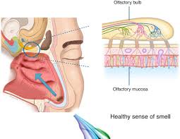 Image result for Drug-Induced Olfactory Dysfunction