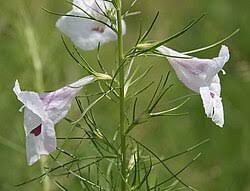 Image result for Sopubia ramosa