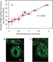 Quizlet is the easiest way to study, practise and master what you're learning. Microtubules Are Essential For Guard Cell Function In Vicia And Arabidopsis Sciencedirect