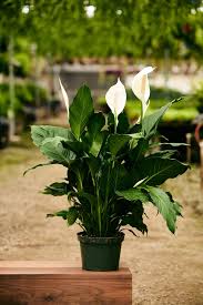 Image result for Spathiphyllum